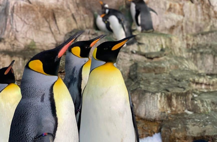 Penguins at SeaWorld San Antonio