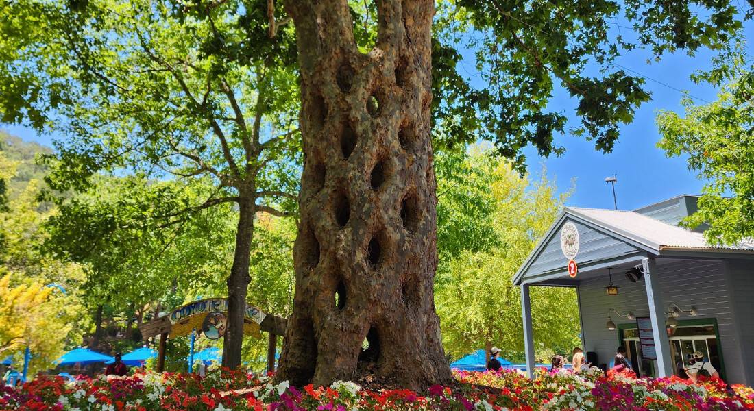 The trunk of the Basket Tree at Gilroy Gardens. (Photo by Joe Tracy for ©Theme Park Magazine)