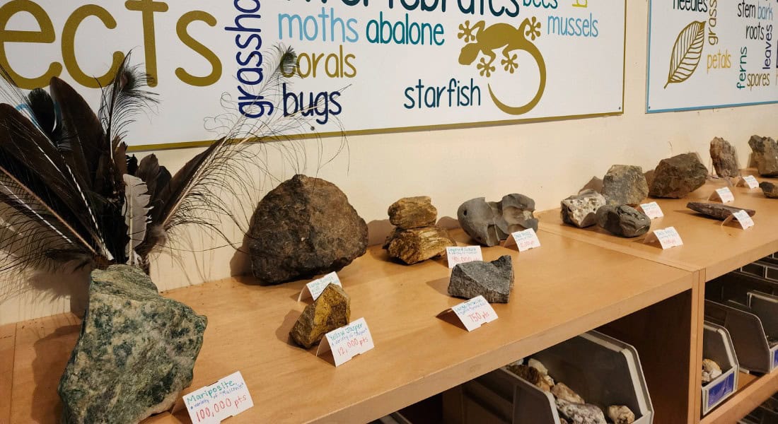 Guests can earn points then trade for rocks, bugs, minerals, or shells at the Green Barn. (Photo by Joe Tracy for ©Theme Park Magazine)