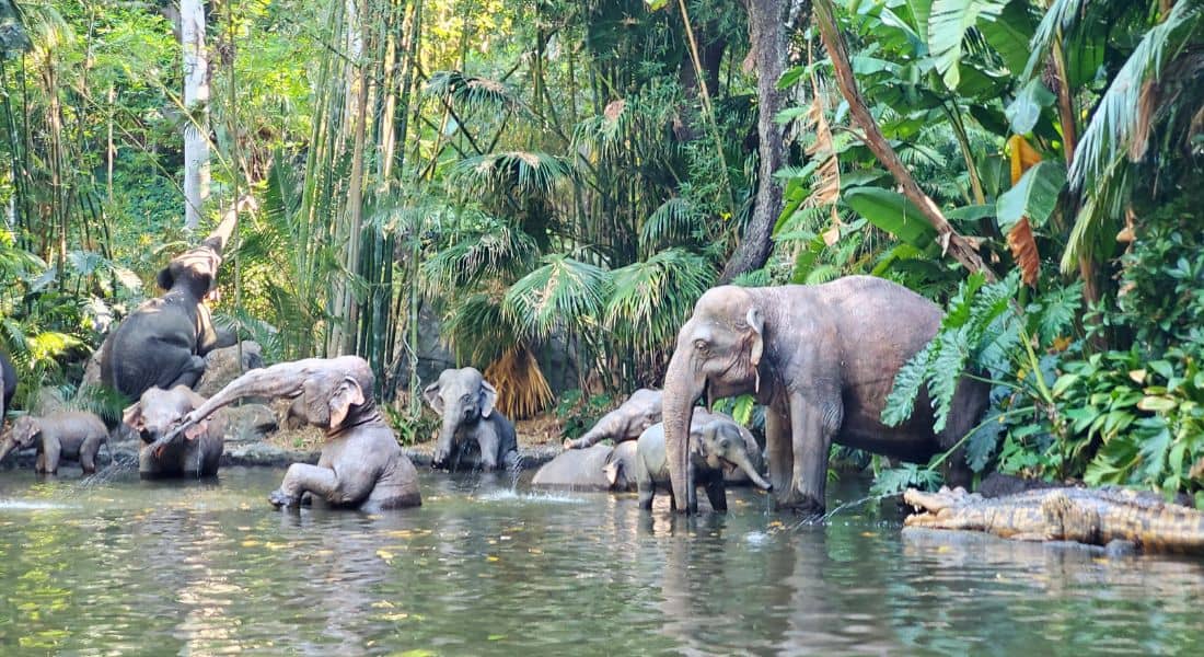 Jungle Cruise ride at the original Disneyland. (photo by Joe Tracy for ©Theme Park Magazine)