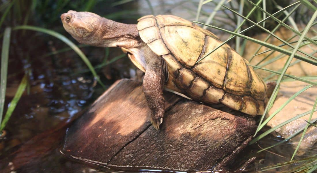 Critter Cove allows guests to discover modern critters with prehistoric links. Photo by Stephanie Kaplan for ©Theme Park Magazine.