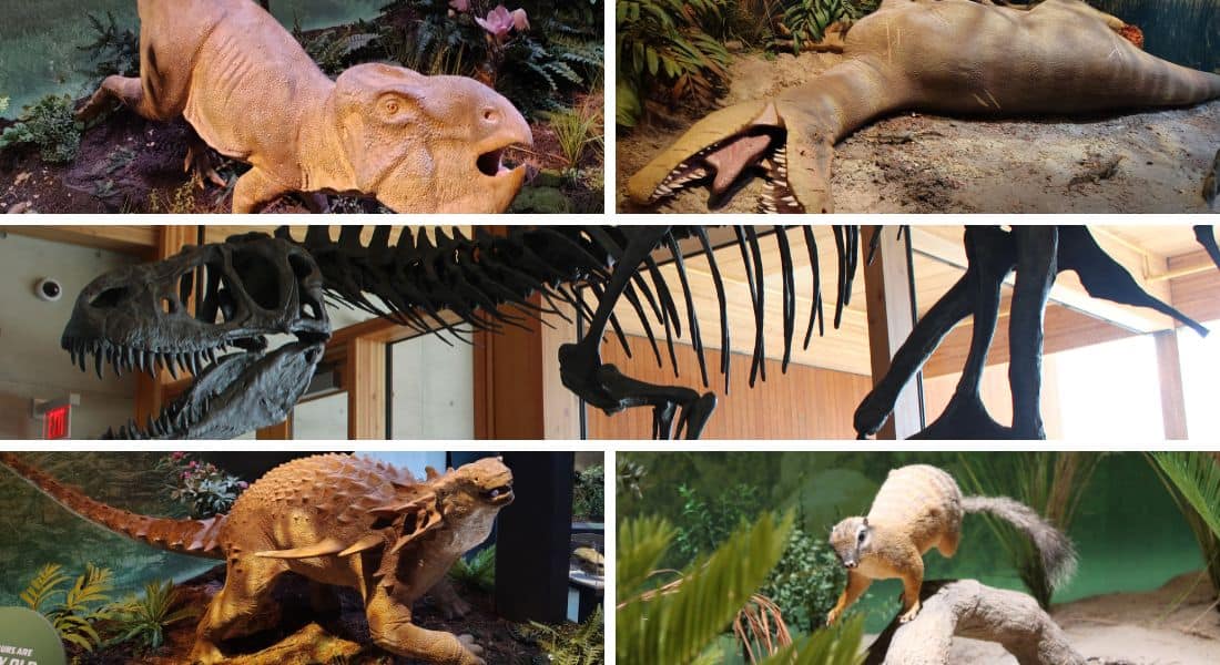 More photos from Edelman Fossil Park & Museum at Rowan University. Photos by Spencer Bollettieri and Stephanie Kaplan for ©Theme Park Magazine.
