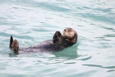 Otter swimming on its back - "Metaphorically Speaking" and 3 More Poems That Honour Words