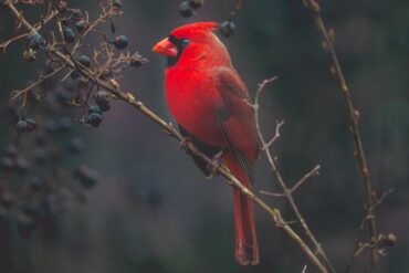 Red cardinal in a tree with berries on it - INEFFABLE: A visitation from a great spirit I'd never forget