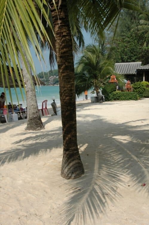 Palm Tree Shadows