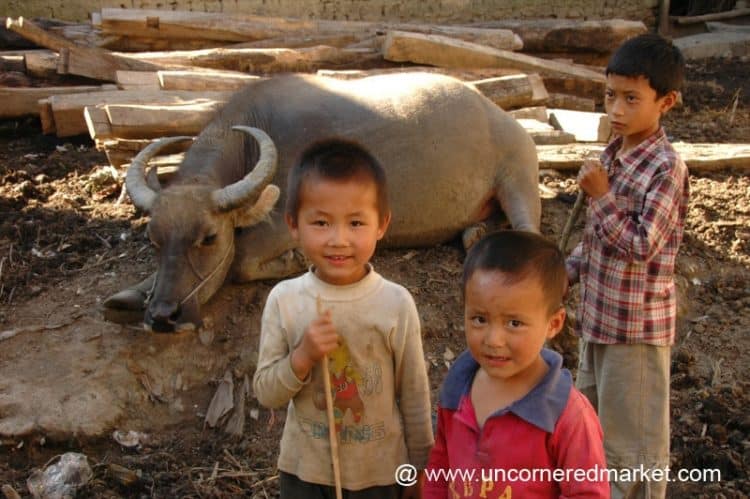 Boys with Water Buffalo