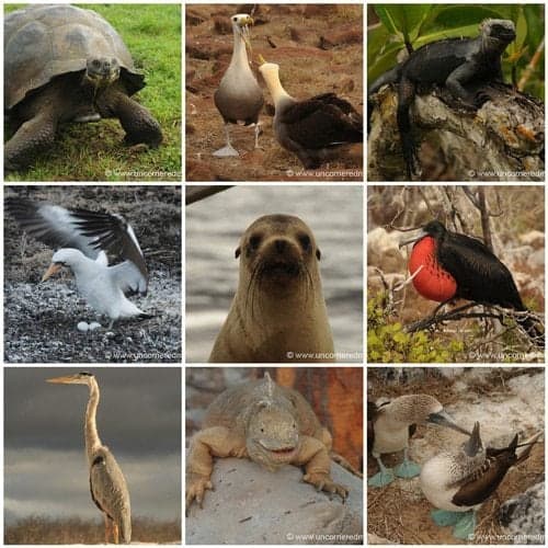 Galapagos Islands Photographic Mosaic