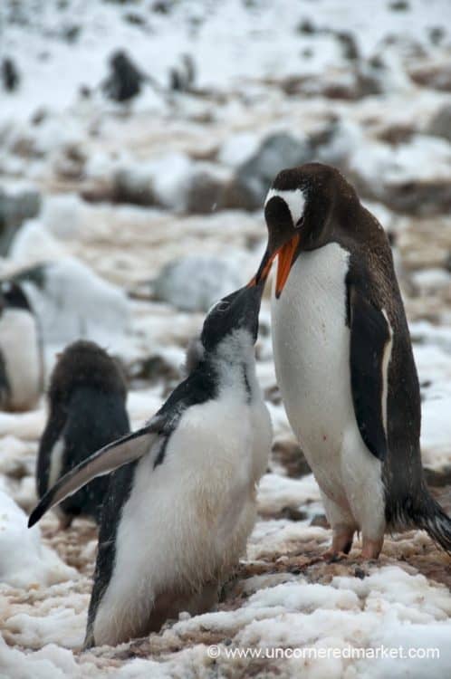 Penguin Feeding Her Young