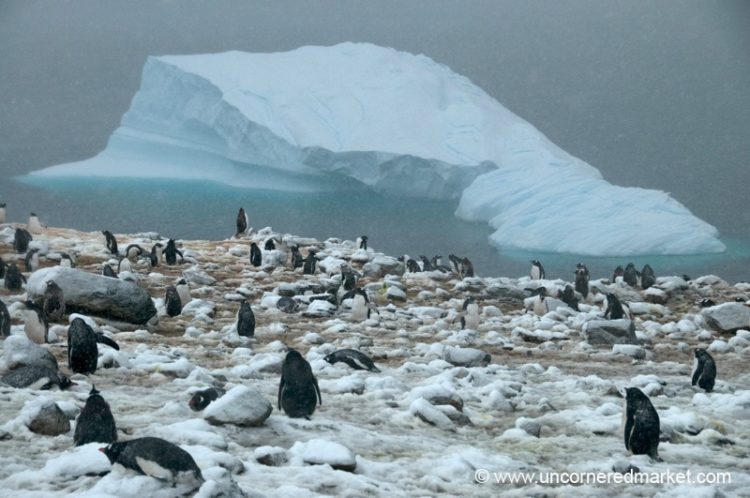 Penguin Rookery Antarctica