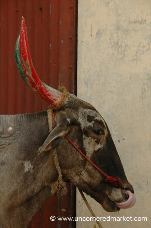 Bull Lickin' His Chops India