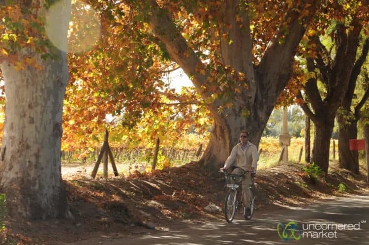Biking and Wining - Mendoza, Argentina