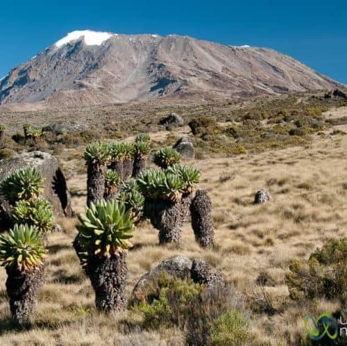 kilimanjaro