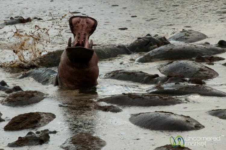 Active Hippopotamus 