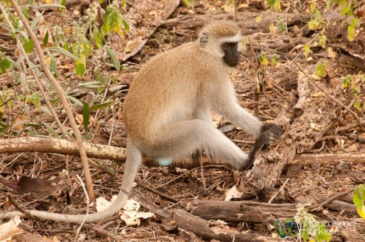 Blue Balled Monkey