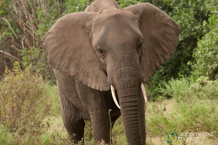 Elephant Face  Lake Manyara safari