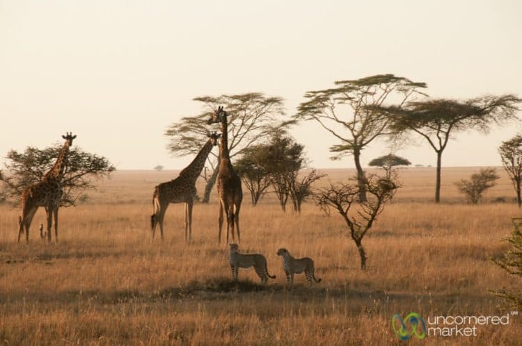 Giraffes and Cheetah Brothers in saferi