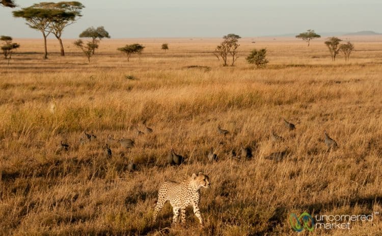 Guinea Fowl Raising Alarm for Cheetah