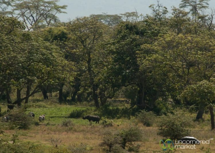 Rhinoceros in safari