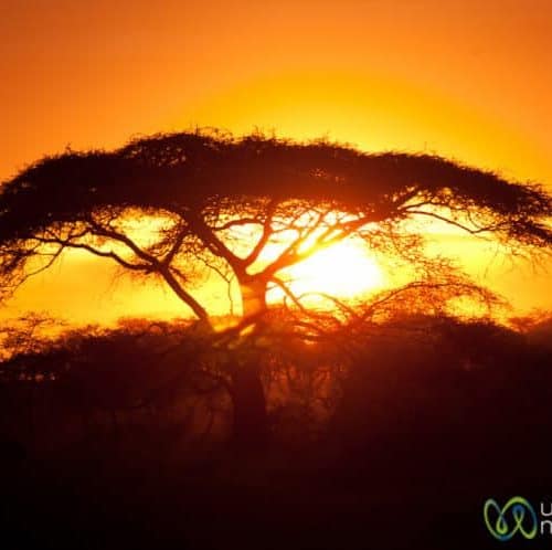Tanzania sunset