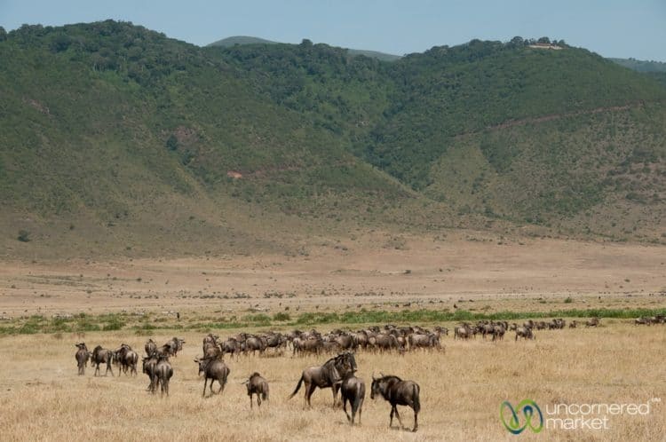 Wildebeest in Ngorongoro Crater