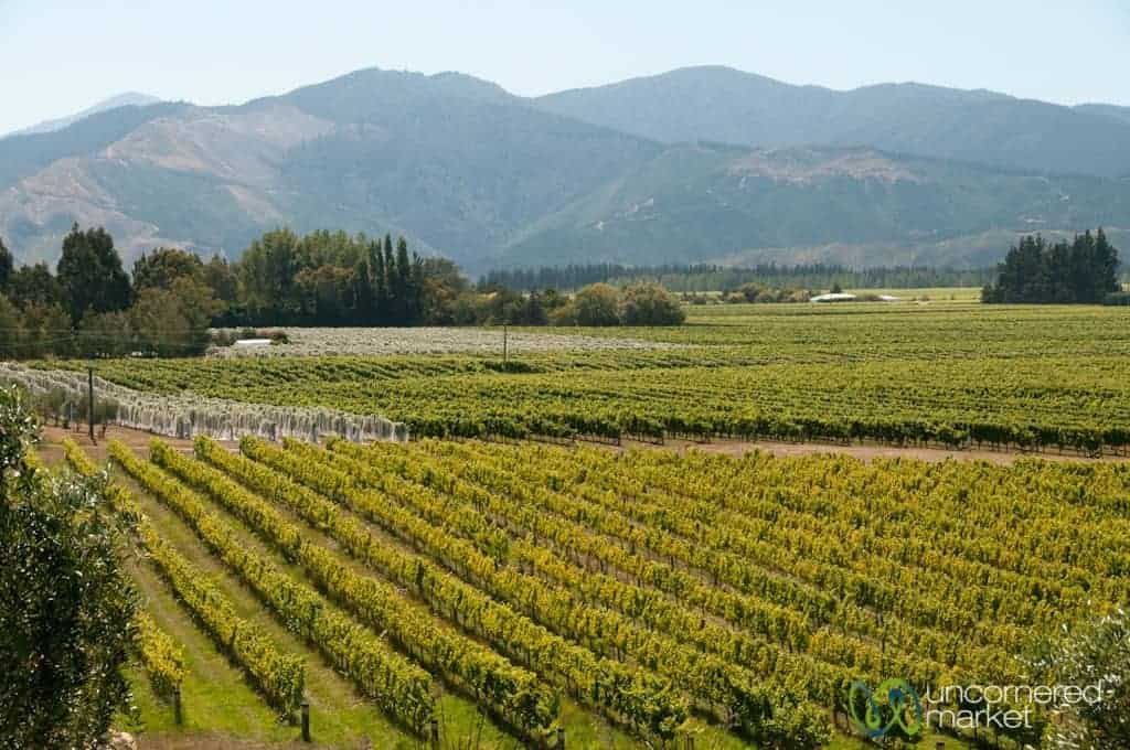 Giesen Vineyards - Marlborough, New Zealand