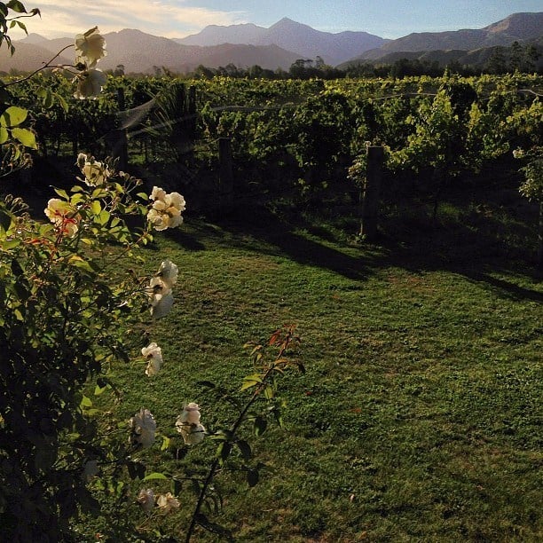 View from our wine cottage at Hans Herzog Estate, Marlborough