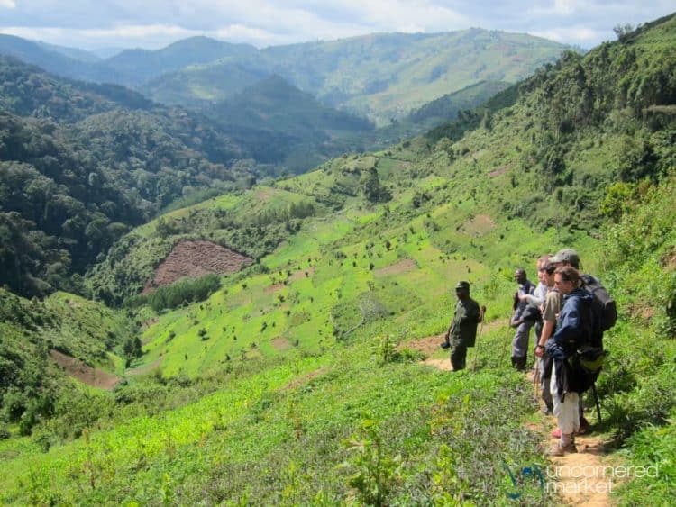 Gorilla Trekking, Just Before the Forest - Bwindi National Park, Uganda