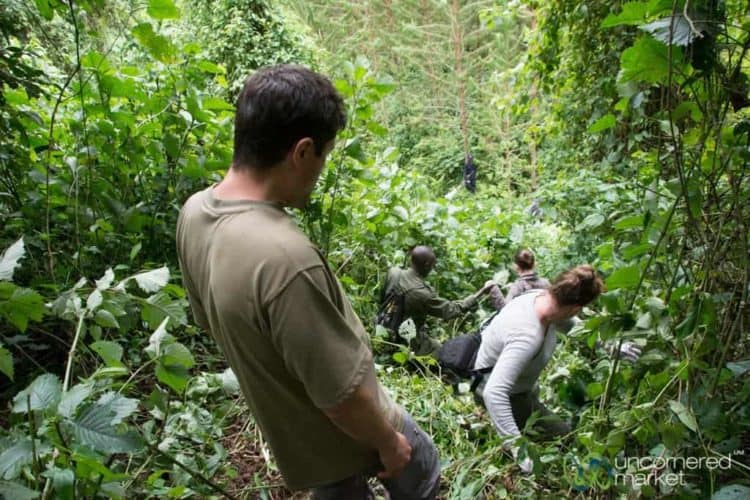 Gorilla Trekking, Climbing Through Forest - Bwindi National Park