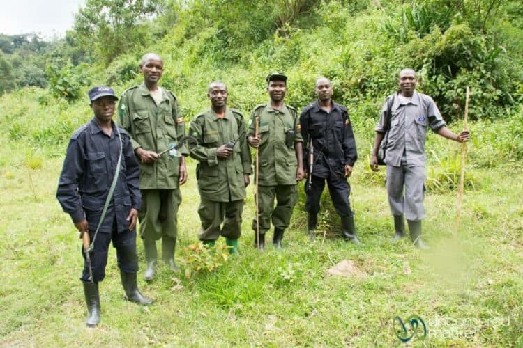 Gorilla Trekking Guide, Scouts and Trackers - Bwindi, Uganda