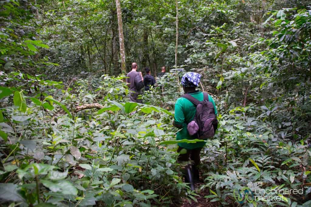 Chimpanzee Trekking in Kalinzu Forest Reserve - Western Uganda
