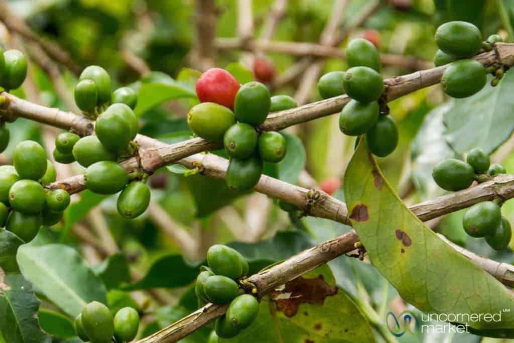 Coffee Beans at ReCuCa Coffee Farm - Quindio, Colombia