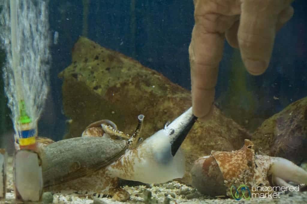 Australia Vacation, Venomous Sea Animals