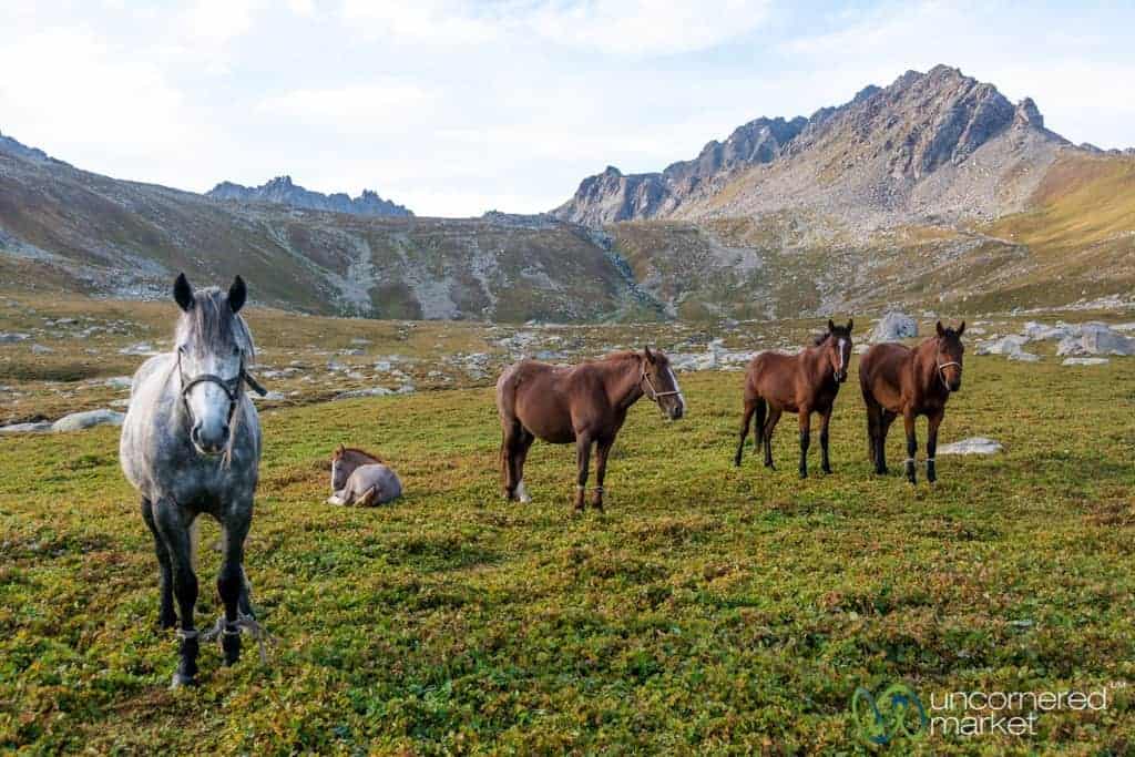 Karakol Horse Riding Tours