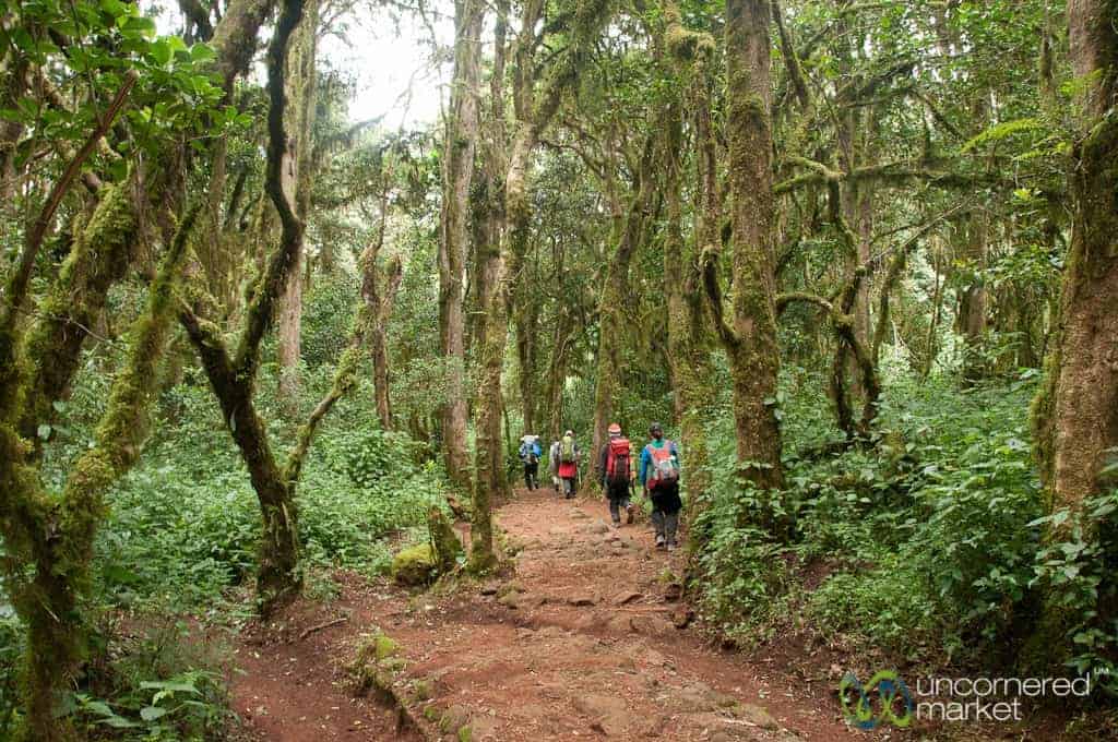 Climbing Kilimanjaro, Marangu Route Day 1