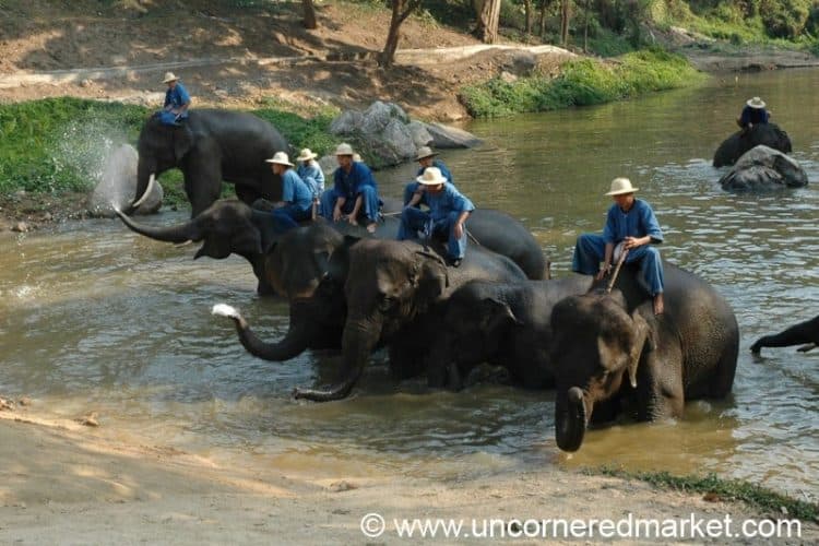 Southeast Asia Guide, Ethical Elephant Visits