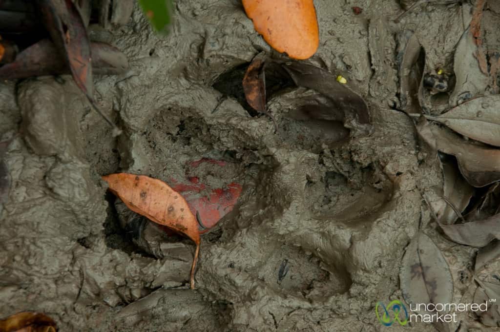 Bangladesh Travel, Tiger Tracking in the Sundarbans