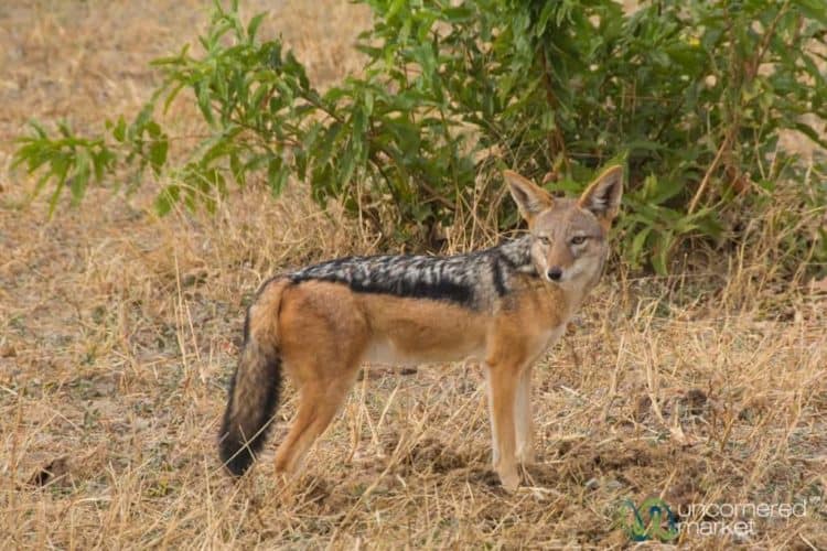 Chobe National Park, Jackal