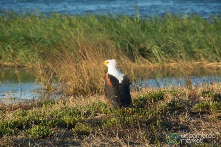Chobe National Park, Bird Watching