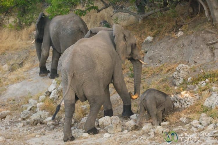 Chobe National Park, Elephants