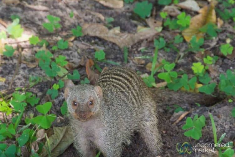 Chobe National Park, Banded Mongoose