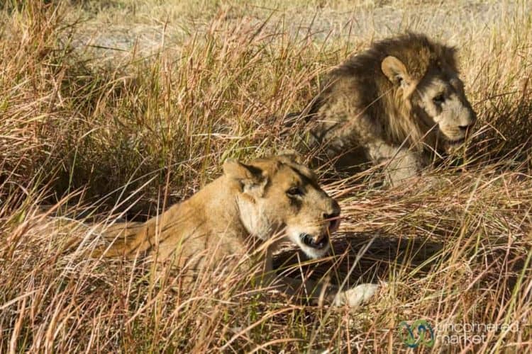 Okavango Delta Botswana Safari, Lions