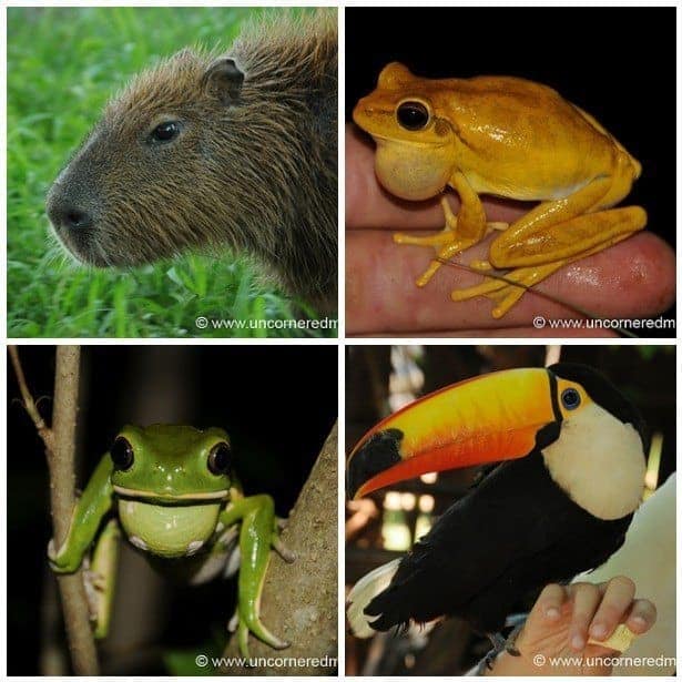 Paraguay Wildlife