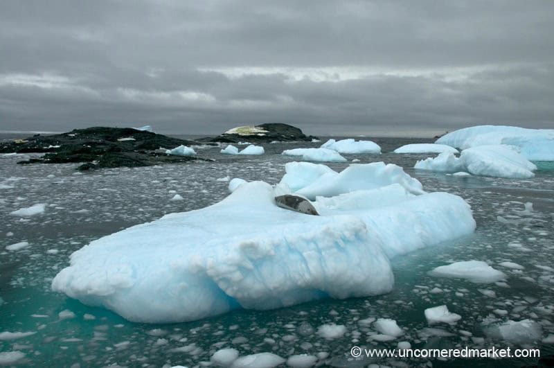 G Adventures Quest for the Antarctic Circle