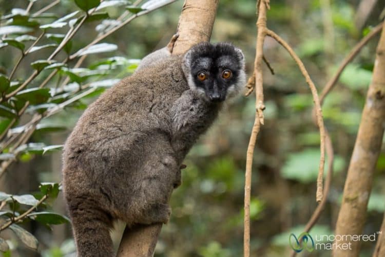 Madagascar Sustainable Tourism and Conservation of Lemurs