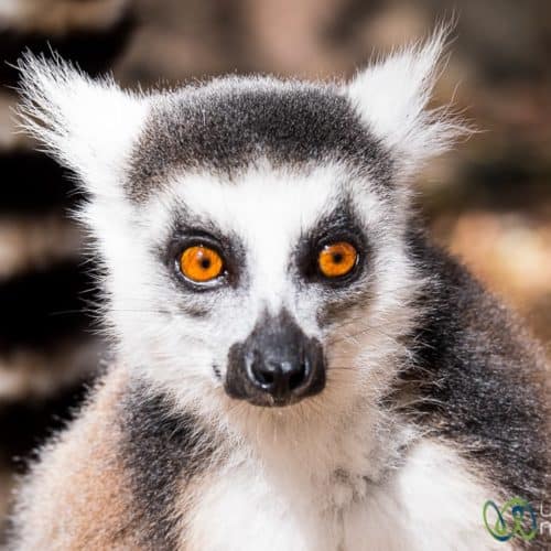 Madagascar Travel, Lemurs