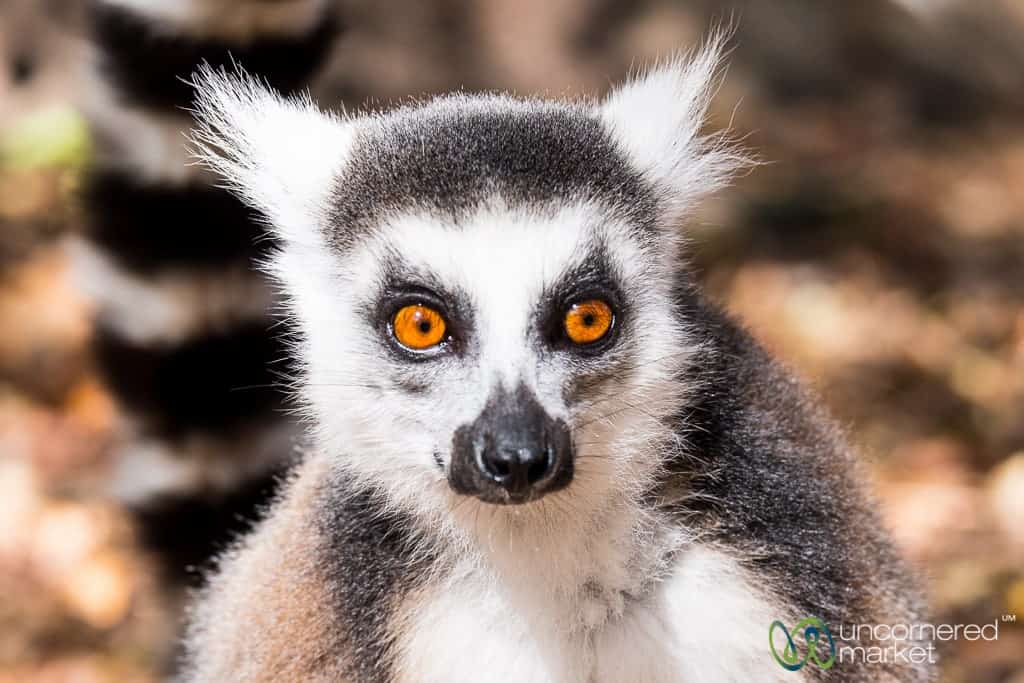 Madagascar Travel, Lemurs 