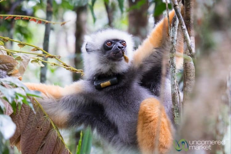 Madagascar Ecotourism and Conservation