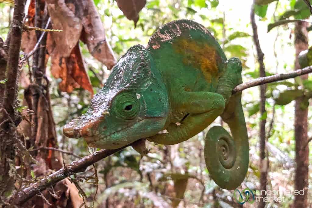 Madagascar Travel and Wildlife