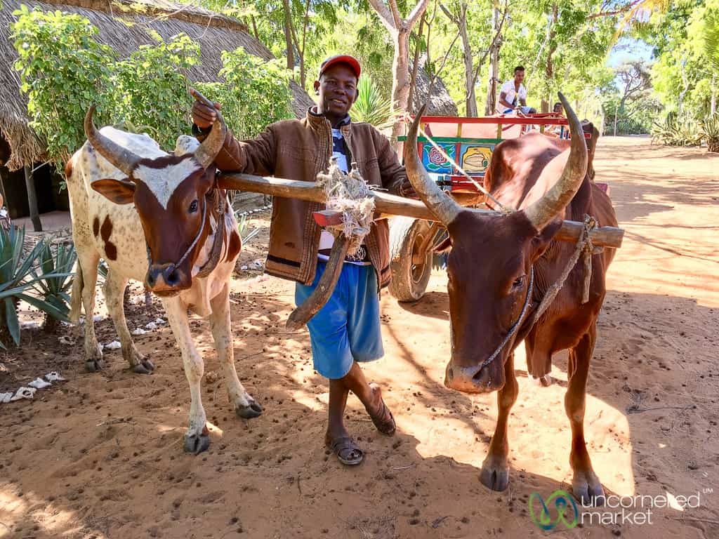 Madagascar Travel, Zebu Cart