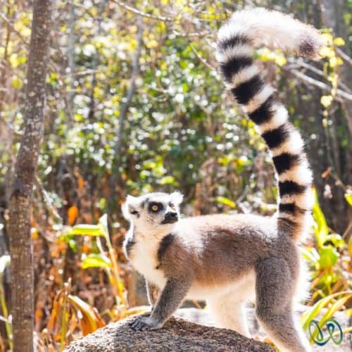 Madagascar Travel, Ring-Tail Lemur Viewings